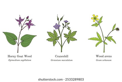 Collection of edible and medicinal plants. Hand drawn botanical vector illustration