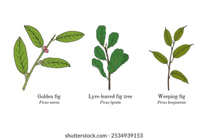 Colheita de plantas comestíveis e medicinais. Ilustração vetorial botânica desenhada à mão