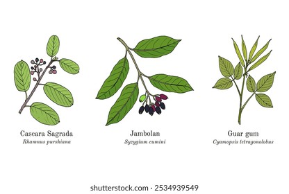 Colheita de plantas comestíveis e medicinais. Ilustração vetorial botânica desenhada à mão