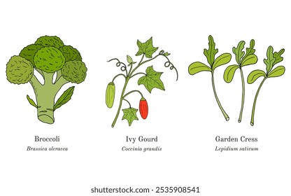 Colheita de plantas comestíveis e medicinais. Ilustração vetorial botânica desenhada à mão