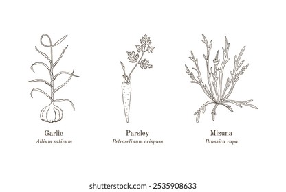 Colheita de plantas comestíveis e medicinais. Ilustração vetorial botânica desenhada à mão