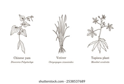 Colheita de plantas comestíveis e medicinais. Ilustração vetorial botânica desenhada à mão