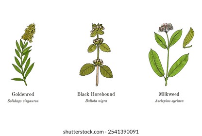 Colheita de plantas comestíveis e medicinais. Ilustração vetorial botânica desenhada à mão