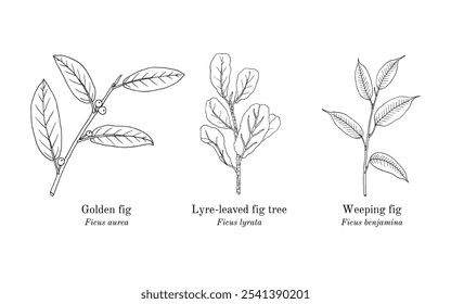 Colheita de plantas comestíveis e medicinais. Ilustração vetorial botânica desenhada à mão