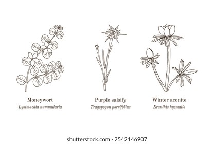 Colheita de plantas comestíveis e medicinais. Ilustração vetorial botânica desenhada à mão