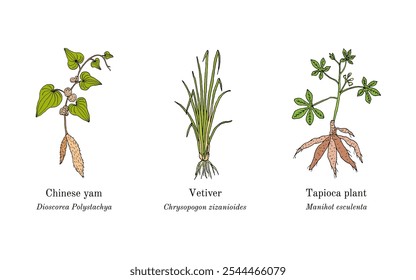 Colheita de plantas comestíveis e medicinais. Ilustração vetorial botânica desenhada à mão