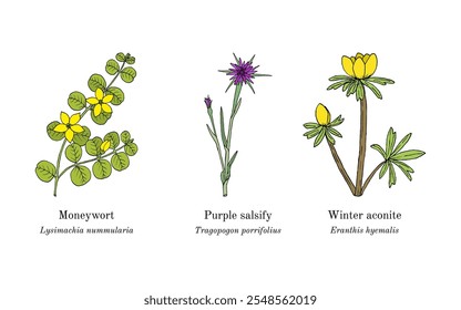 Colheita de plantas comestíveis e medicinais. Ilustração vetorial botânica desenhada à mão