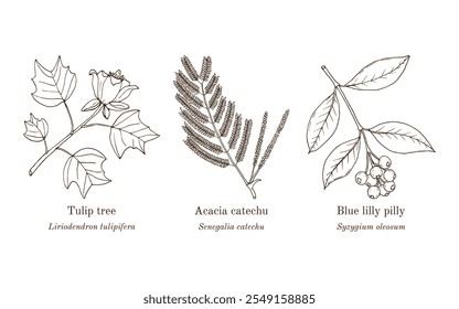 Colheita de plantas comestíveis e medicinais. Ilustração vetorial botânica desenhada à mão