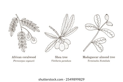 Colección de plantas comestibles y medicinales. Ilustración vectorial botánica dibujada a mano