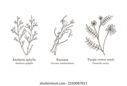 Colección de plantas comestibles y medicinales. Ilustración vectorial botánica dibujada a mano