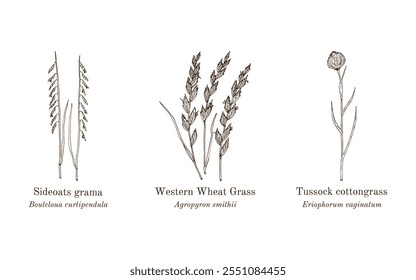 Colección de plantas comestibles y medicinales. Ilustración vectorial botánica dibujada a mano