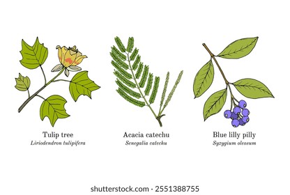 Colección de plantas comestibles y medicinales. Ilustración vectorial botánica dibujada a mano