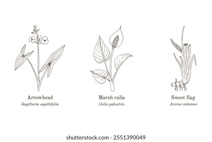 Colección de plantas comestibles y medicinales. Ilustración vectorial botánica dibujada a mano