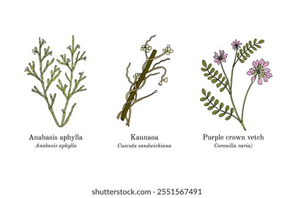 Colección de plantas comestibles y medicinales. Ilustración vectorial botánica dibujada a mano