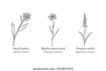 Colección de plantas comestibles y medicinales. Ilustración vectorial botánica dibujada a mano