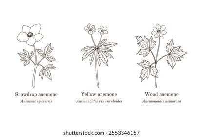 Colección de plantas comestibles y medicinales. Ilustración vectorial botánica dibujada a mano