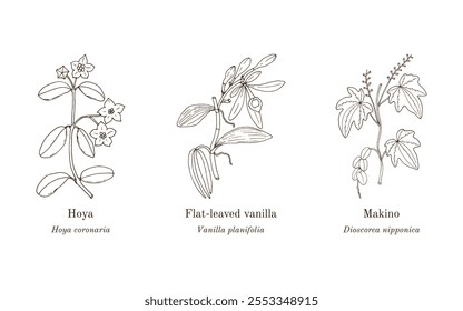 Colección de plantas comestibles y medicinales. Ilustración vectorial botánica dibujada a mano