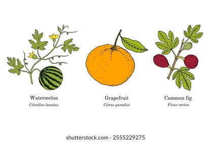 Collection of edible and medicinal plants. Hand drawn botanical vector illustration