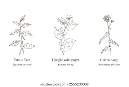 Collection of edible and medicinal plants. Hand drawn botanical vector illustration