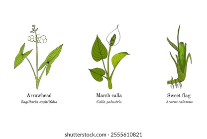 Collection of edible and medicinal plants. Hand drawn botanical vector illustration