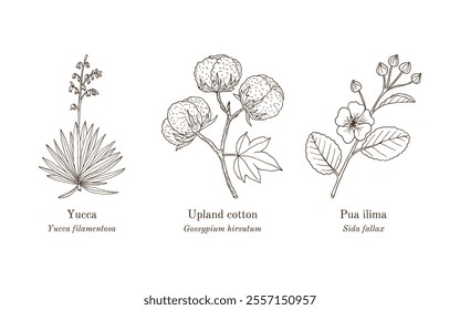 Collection of edible and medicinal plants. Hand drawn botanical vector illustration