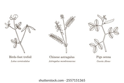 Collection of edible and medicinal plants. Hand drawn botanical vector illustration