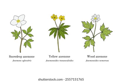 Collection of edible and medicinal plants. Hand drawn botanical vector illustration