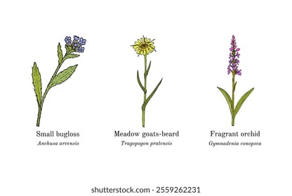 Collection of edible and medicinal plants. Hand drawn botanical vector illustration