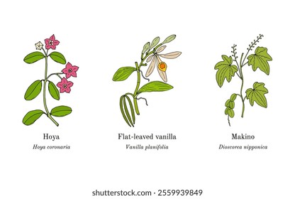 Collection of edible and medicinal plants. Hand drawn botanical vector illustration