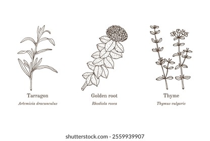 Collection of edible and medicinal plants. Hand drawn botanical vector illustration