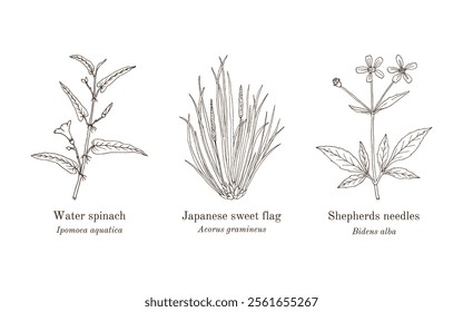 Collection of edible and medicinal plants. Hand drawn botanical vector illustration