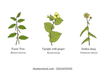 Collection of edible and medicinal plants. Hand drawn botanical vector illustration