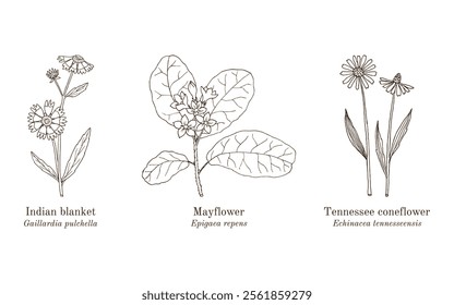 Collection of edible and medicinal plants. Hand drawn botanical vector illustration