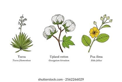 Collection of edible and medicinal plants. Hand drawn botanical vector illustration