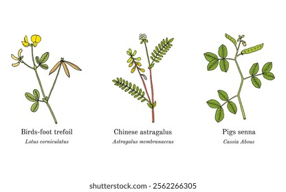 Collection of edible and medicinal plants. Hand drawn botanical vector illustration