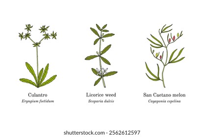 Collection of edible and medicinal plants. Hand drawn botanical vector illustration