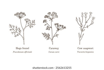 Collection of edible and medicinal plants. Hand drawn botanical vector illustration