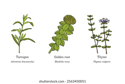 Collection of edible and medicinal plants. Hand drawn botanical vector illustration