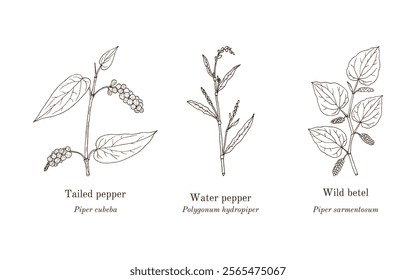 Collection of edible and medicinal plants. Hand drawn botanical vector illustration