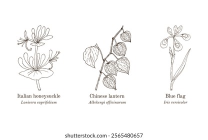 Collection of edible and medicinal plants. Hand drawn botanical vector illustration