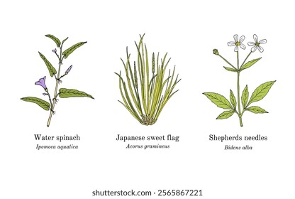 Collection of edible and medicinal plants. Hand drawn botanical vector illustration