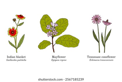 Collection of edible and medicinal plants. Hand drawn botanical vector illustration