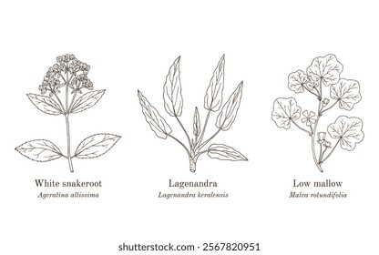 Collection of edible and medicinal plants. Hand drawn botanical vector illustration