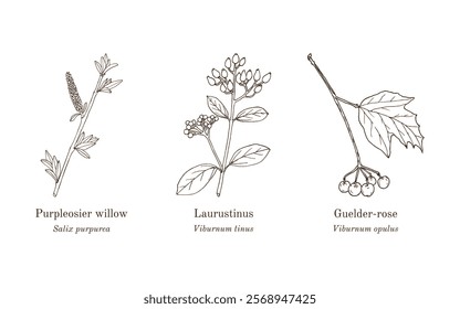 Collection of edible and medicinal plants. Hand drawn botanical vector illustration