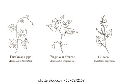 Collection of edible and medicinal plants. Hand drawn botanical vector illustration