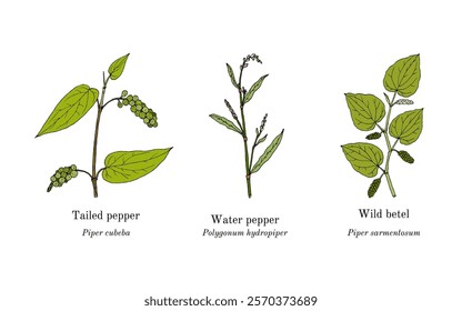 Collection of edible and medicinal plants. Hand drawn botanical vector illustration