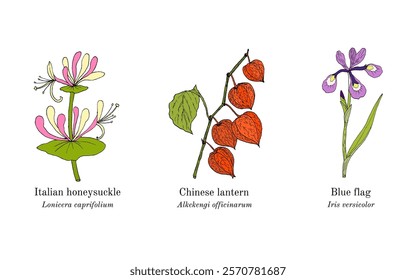 Collection of edible and medicinal plants. Hand drawn botanical vector illustration