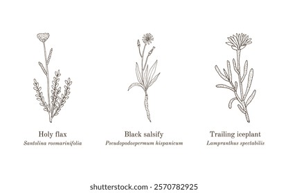 Collection of edible and medicinal plants. Hand drawn botanical vector illustration