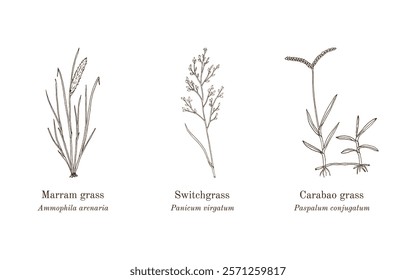 Collection of edible and medicinal plants. Hand drawn botanical vector illustration