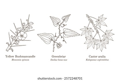 Collection of edible and medicinal plants. Hand drawn botanical vector illustration